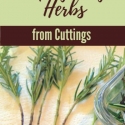 How to Propagate Herbs from Cuttings