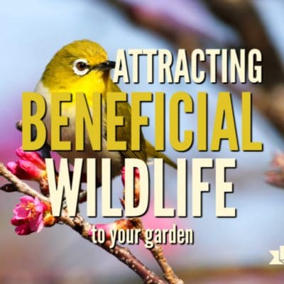 Create a Climate-friendly Garden by Attracting Beneficial Wildlife