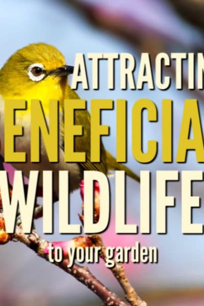 yellow bird sitting on a flowering tree branch, Text overlay reads: attracting beneficial wildlife to your garden