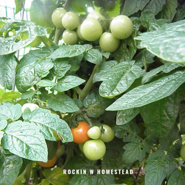 cherry tomato