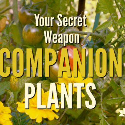 tomaotes and marigold companion plants. Companion plants like being together, they are best friends in the garden. Get the companions for 10 of your favorite vegetable garden plants.