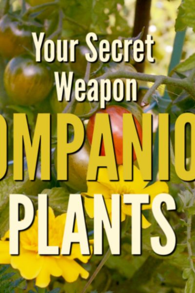 tomaotes and marigold companion plants. Companion plants like being together, they are best friends in the garden. Get the companions for 10 of your favorite vegetable garden plants.