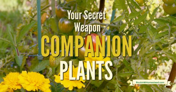 tomaotes and marigold companion plants. Companion plants like being together, they are best friends in the garden. Get the companions for 10 of your favorite vegetable garden plants.