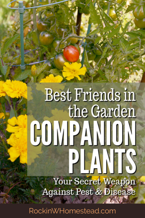 Companion plants like being together, they are best friends in the garden. Get the companions for 10 of your favorite vegetable garden plants.