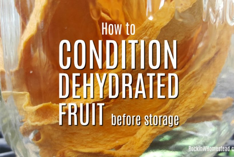 How to condition dehydrated fruit. To obtain a longer shelf life with dehydrated fruit, we use a process called conditioning to make sure our dried food is ready for storage | Rockin W Homestead