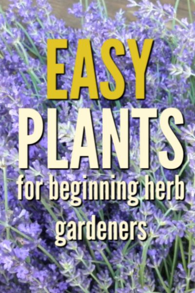 lavender flower harvest wuth a text overlay Easy Plants for beginning herb gardeners