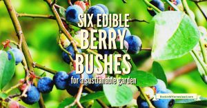 These are many ways to include edibles in your landscaping plans.  Plant one, or all, of these six edible berry bushes for a sustainable garden.