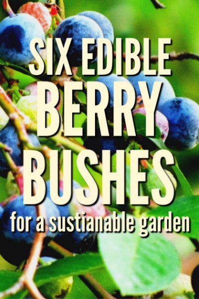 These are many ways to include edibles in your landscaping plans.  Plant one, or all, of these six edible berry bushes for a sustainable garden.