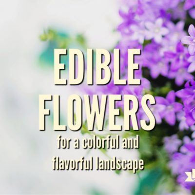 This might seem like a strange idea at first but, edible flowers have been used for centuries, both raw and cooked. Use them in your edible landscape.
