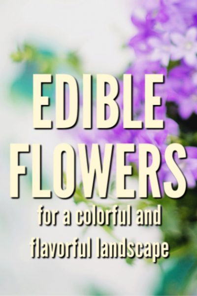 This might seem like a strange idea at first but, edible flowers have been used for centuries, both raw and cooked. Use them in your edible landscape.
