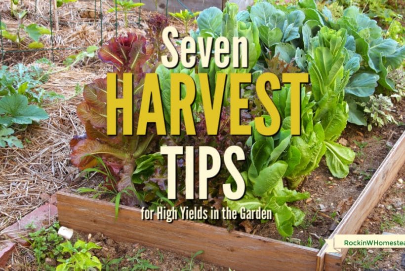 Your successful harvest starts when you plant your garden in the spring. Follow these seven harvest tips to get the best yields in your garden this year.