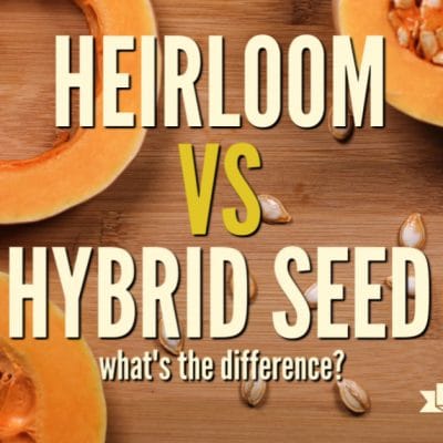 Heirloom vs Hybrid Seeds: What’s the Difference?
