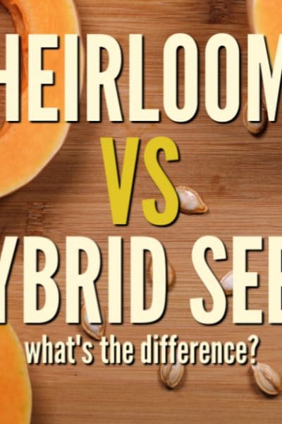 When shopping for seeds at your local garden center or seed catalog, you may notice some are marked ‘heirloom,” while others are labeled “hybrid.” Have you ever wondered what these terms mean and if one is better for you than the other?