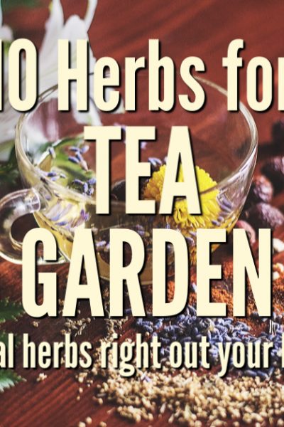 Planning ahead for your dream homestead? Why not have a tea garden and grow beneficial herbs right out your back door!