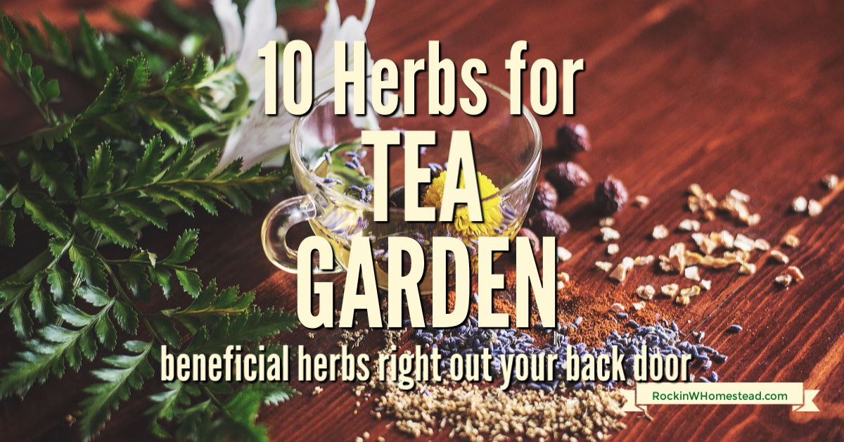 10 Herbs to Grow for a Tea Garden | Rockin W Homestead