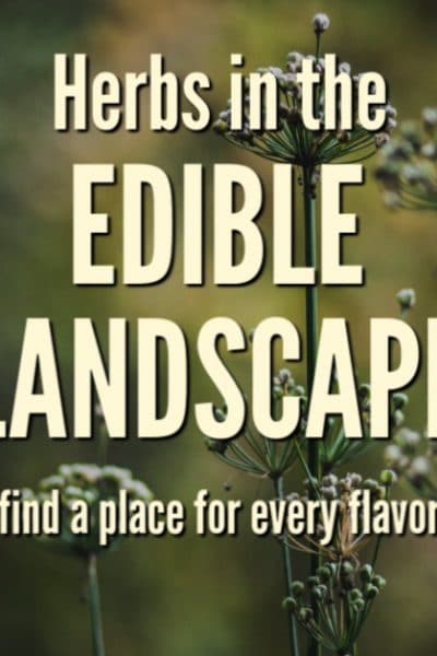 As you are creating your edible landscape, you will likely be interested in including herbs. Many people are aware of the versatility of herbs, and the many uses there are for them in every kitchen.