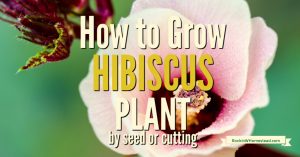 Hibiscus is a strikingly beautiful plant and is useful as a garden, terrace, or balcony plant.  It is easy to grow if you give it plenty of sun and maintain constant moisture.