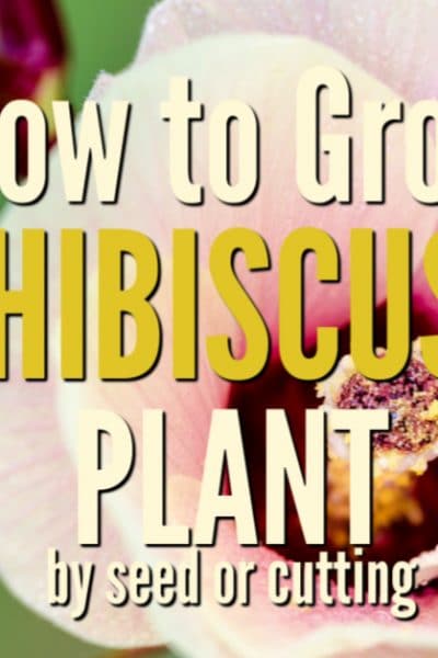 Hibiscus is a strikingly beautiful plant and is useful as a garden, terrace, or balcony plant. It is easy to grow if you give it plenty of sun and maintain constant moisture.