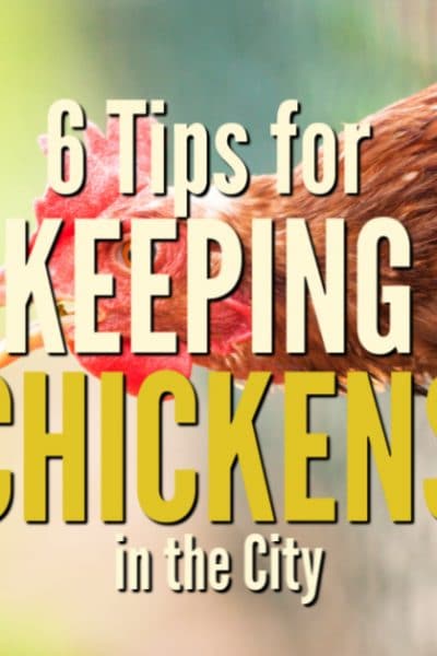 You may think that you have to live down a long country road or have a lot of available land to raise chicken, but the ability for keeping chickens in the city is becoming a reality for many urban and suburban homesteaders.