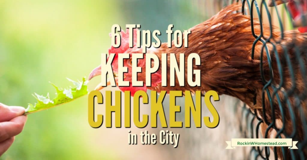 6 Tips for Keeping Chickens in the City Rockin W Homestead