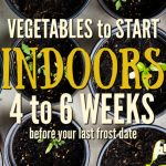 What to Plant Indoors 4 to 6 Weeks Before Your Last Frost Date