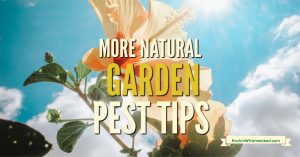 As the gardening season ramps up, the pests can really become a problem. Use these tips to get a handle on natural garden pest control.