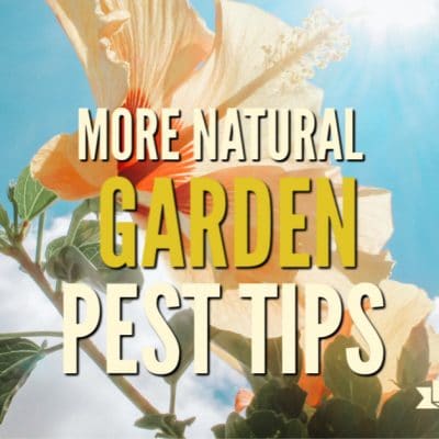 As the gardening season ramps up, the pests can really become a problem. Use these tips to get a handle on natural garden pest control.