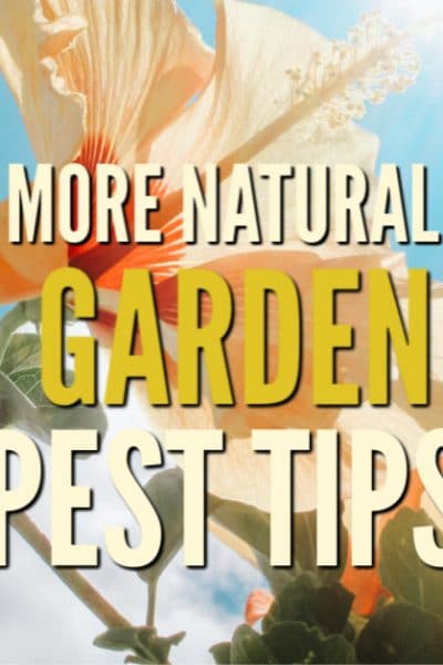 As the gardening season ramps up, the pests can really become a problem. Use these tips to get a handle on natural garden pest control.