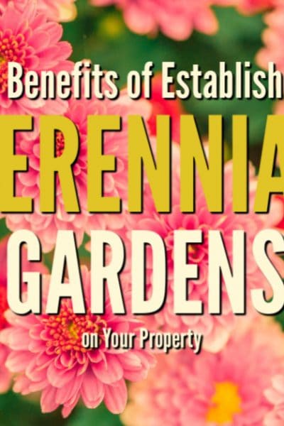 Perennial gardens are the backdrop of every homestead. These four tips will get you started planting different types of perennial gardens in all corners of your property.