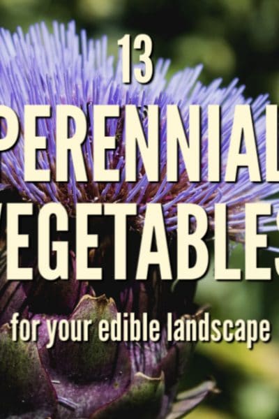 Perennial vegetables are often low maintenance and offer a way to extend your harvest from year to year. While the variety may be limited, making room for these 13 vegetables will pay off in the long run.