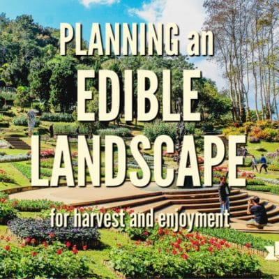 Planning your edible landscape for success. There may be hundreds of growing parts to our yard, but including edibles in the mix is worth it. Get planning tips here.