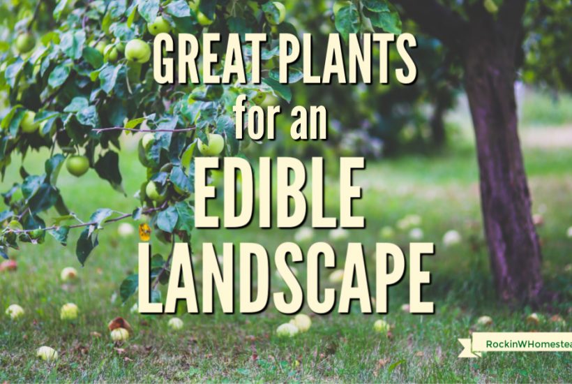 Consider these plants for an edible landscape and create an edible paradise that is uniquely yours. Get ideas for trees, shrubs, and flowers. 