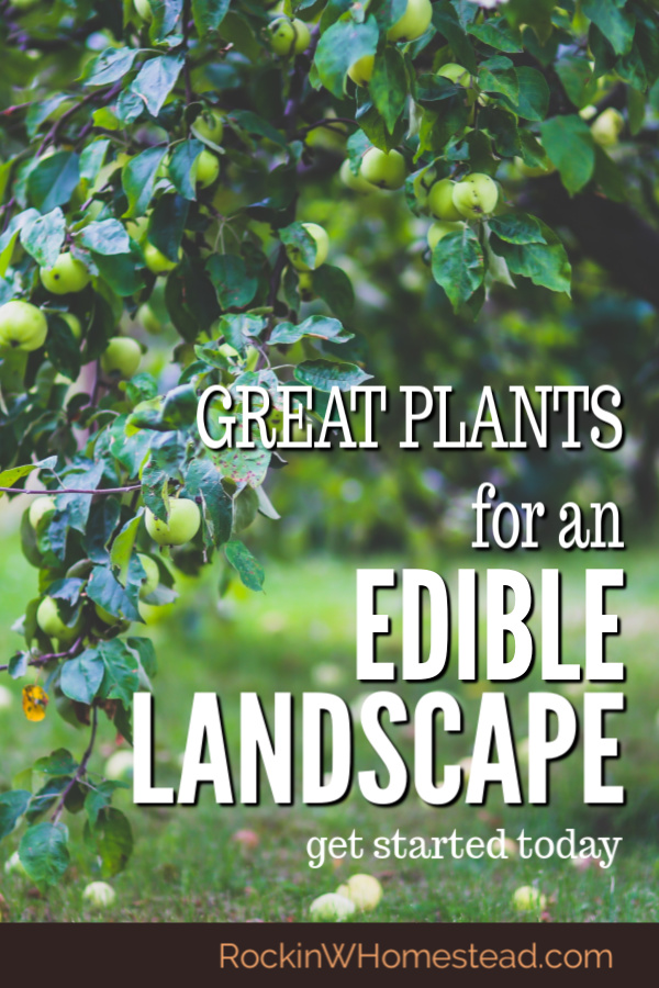 Consider these plants for an edible landscape and create an edible paradise that is uniquely yours. Get ideas for trees, shrubs, and flowers. 