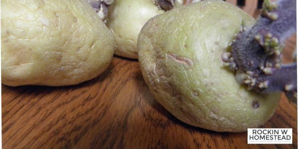 potato sprouts ready for the garden