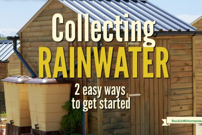 rainwater collection barrels beside a shed