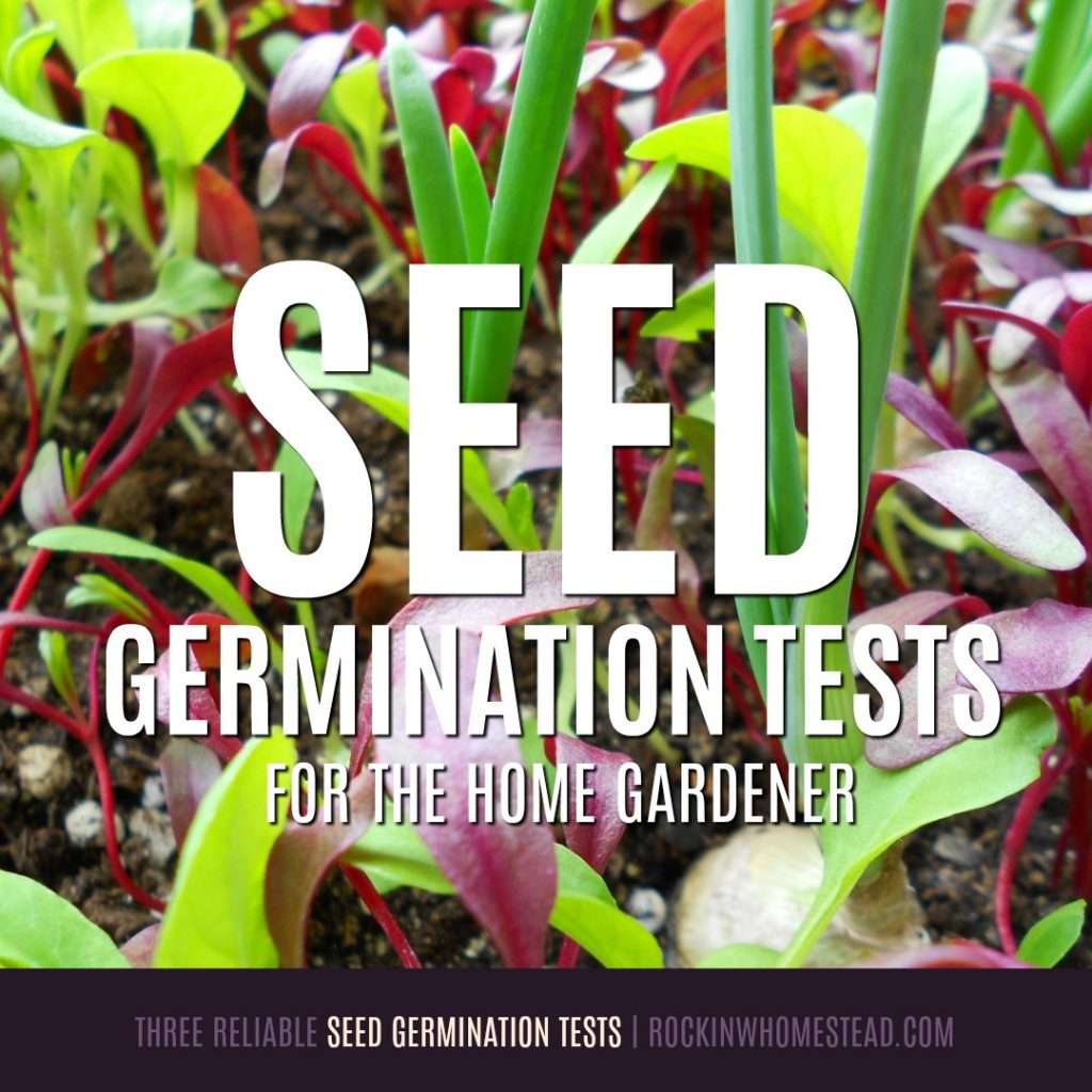 3 Reliable Seeds Germination Tests for the Home Gardener Rockin W