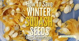 When purchasing organic vegetables from the grocery store, try saving seeds from your favorite winter squash varieties for next year's harvest.