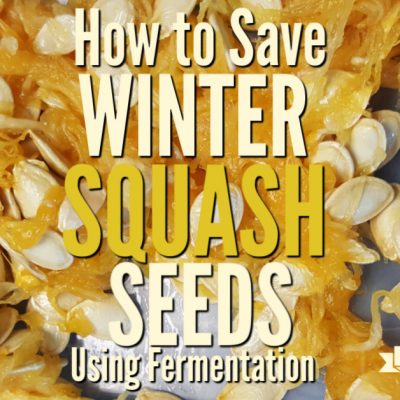 How to Save Winter Squash Seed