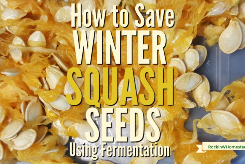 When purchasing organic vegetables from the grocery store, try saving seeds from your favorite winter squash varieties for next year's harvest.