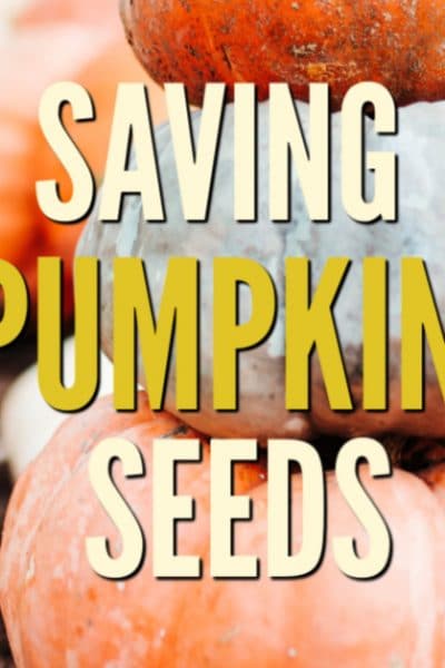 3 pumpkins stacked on each other with the text overlay saving pumpkin seeds