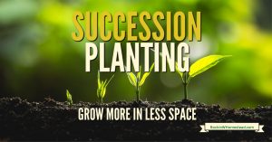 Succession planting involves growing many of the same, or complementary crops in the space garden spot continuously. This simple practice helps you maximize the yield that your garden can produce.