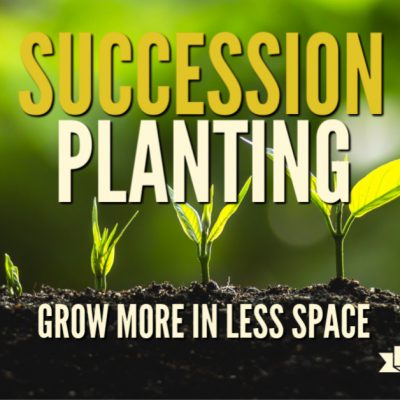Stretch Your Crops with Succession Planting