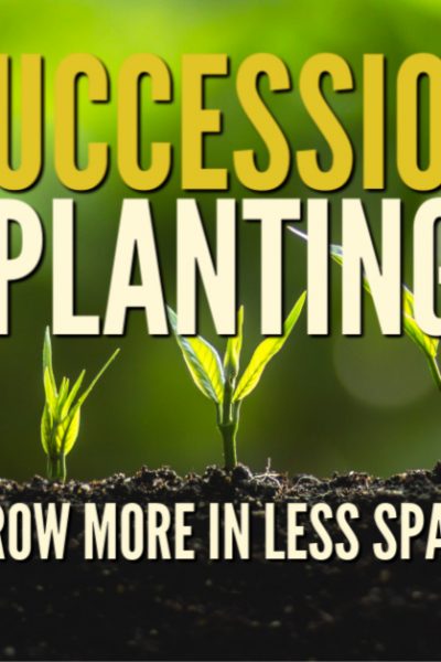Succession planting involves growing many of the same, or complementary crops in the space garden spot continuously. This simple practice helps you maximize the yield that your garden can produce.