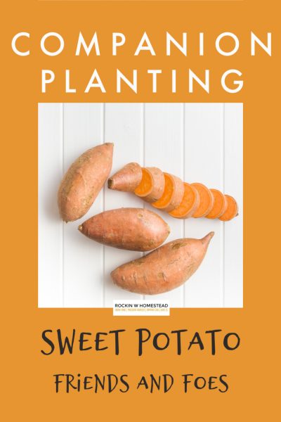 companion planting for sweet potatoes