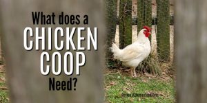 Pondering the idea of raising chickens often raises the question, what does a chicken coop need? Even if you have free range chickens in your backyard, you still need a chicken coop.