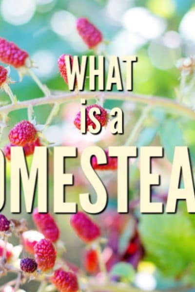 What is a homestead? It is a lifestyle of self-sufficiency that might encompass raising animals, and growing and preserving food.